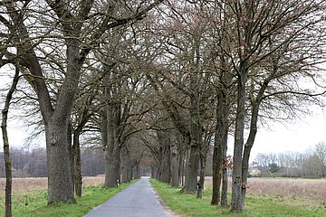 Alleen sind ein- oder beidseitige gleichförmige Baumreihen an Straßen und Wegen. Alleen sind ein- oder beidseitige gleichförmige Baumreihen an Straßen und Wegen.