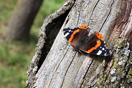 Admiral (Vanessa atalanta)