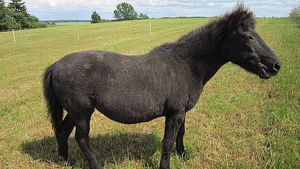 Ponystute Alba Ponystute Alba