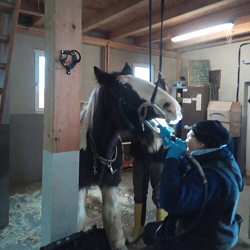 Zahnkontrolle beim Pferd auf dem aktion tier Lottihof Zahnkontrolle beim Pferd
