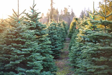 Weihnchtsbaum-Plantage