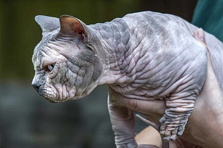Bullicat