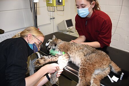 Tierärztin Karolin Schütte bei der Blutentnahme Tierärztin Karolin Schütte bei der Blutentnahme