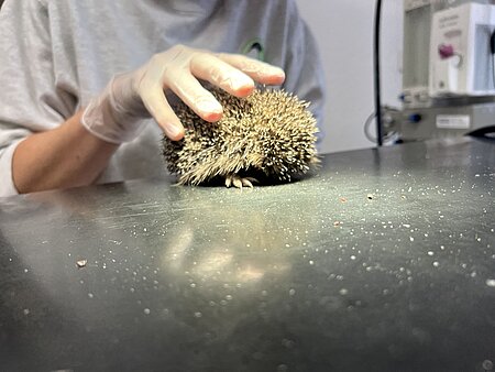 Der Igel wird am Rücken gekrabbelt damit er sich öffnet. Nur so kann z.B. ein Bein untersucht werden. Der Igel wird am Rücken gekrabbelt damit er sich öffnet. Nur so kann z.B. ein Bein untersucht werden.