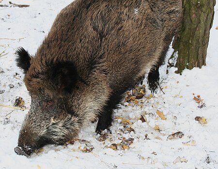 Wildschwein beim Fressen