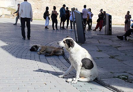 Straßenhunde im Touristentrubel