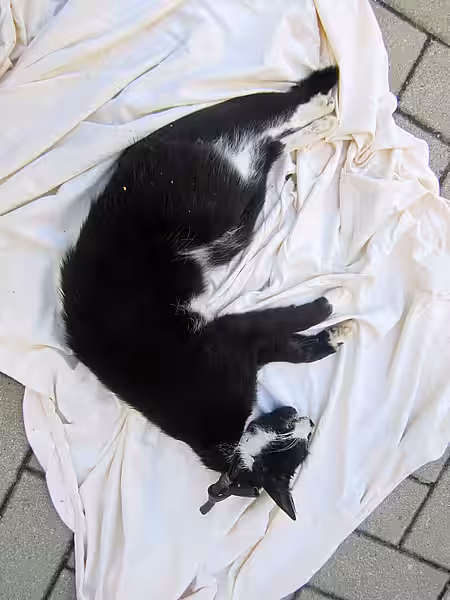 tote Katze tote Katze