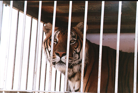 Tiger gehören nicht hinter Gitter.