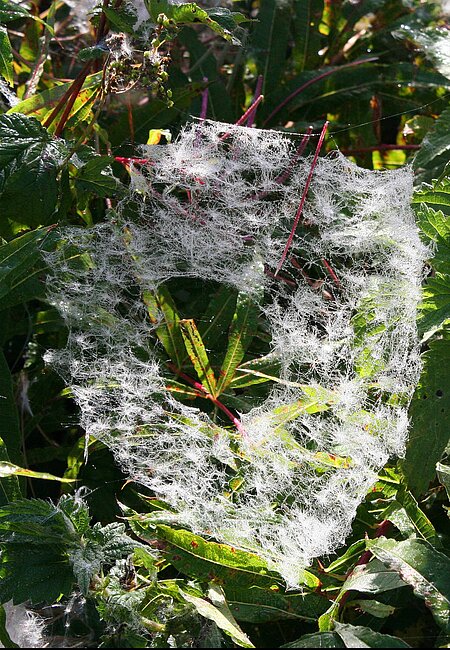 Baldachinnetz.