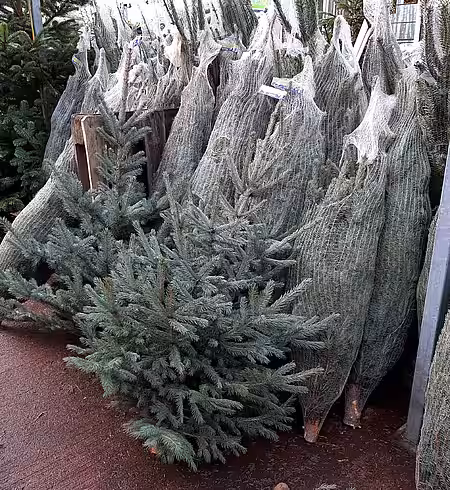 Weihnachtsbaumverkauf Weihnachtsbaumverkauf