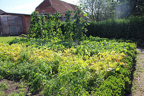 Unser Obst- und Gemüsegarten. Foto: © SaBo