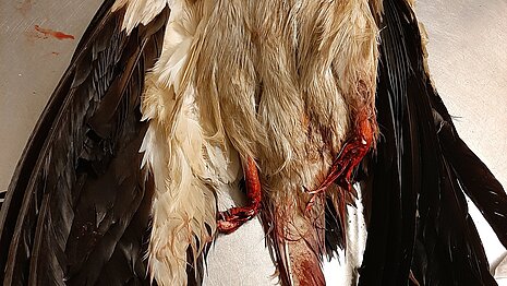 Verletzter Storch in der Wildtierstation Sachsenhagen