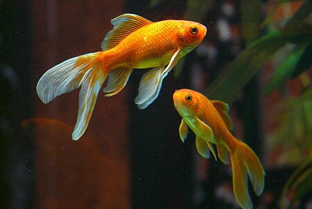 Für die Haltung von Kleintieren wie Zierfische benötigt man keine Erlaubnis des Vermieters. 