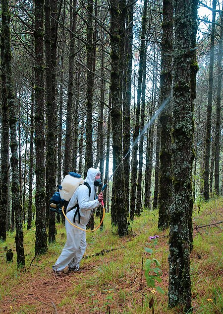 Ein Mensch versprüht Pestitizide im Wald.