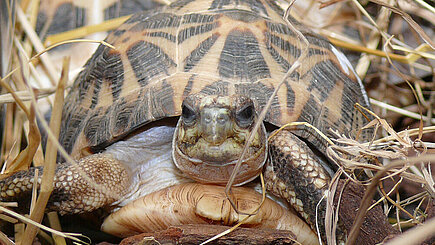 Spinnenschildkröte Spinnenschildkröte