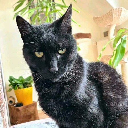 Drei Kater suchen ein Zuhause.