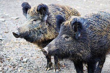 Wildschweine