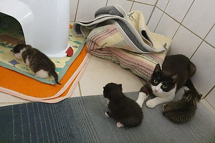 Straßenkatze mit Babys in der Babystation