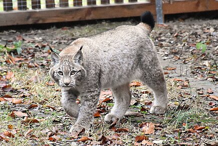 Junger Luchs Junger Luchs
