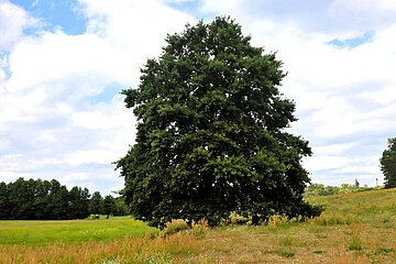 Einzelbaum in der Natur. Einzelbaum in der Natur.