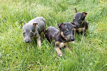 Drei überlebenden Welpen