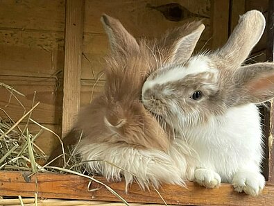 Kaninchen Felix und Feline