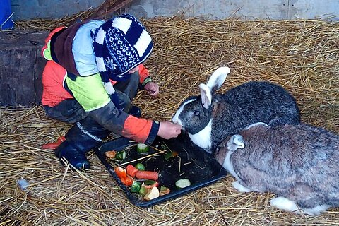 Besucherkind beim füttern der Kaninchen