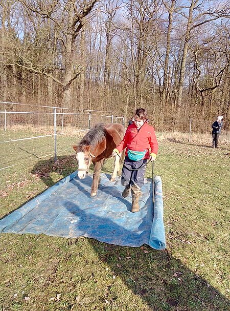 Ein anderer Bodenbelag wirkt auf die Tiere manchmal bedrohlich. Ein anderer Bodenbelag wirkt auf die Tiere manchmal bedrohlich.