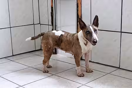 Hündin mit vielen alten Bissverletzungen und Hautproblemen