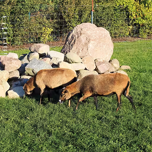 Unsere Kamerunschafe Sternchen & Luna
