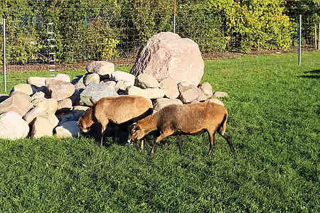 Unsere Kamerunschafe Sternchen & Luna