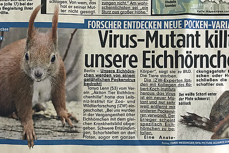 BILD, 09. August 2017 | "Virus Mutant killt unsere Eichhörnchen"