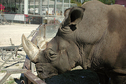 Nashorn im Zirkus Nashorn im Zirkus