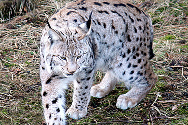 Luchs (Lynx lynx)