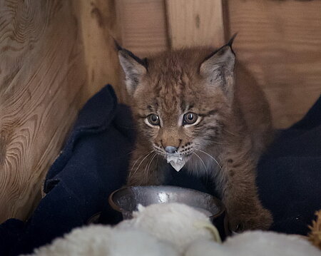 Waisenluchs