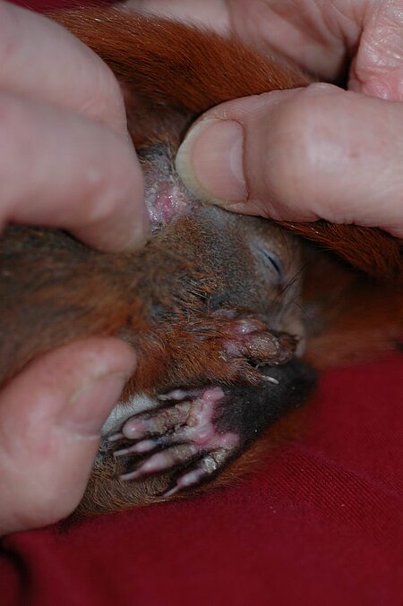 Erkranktes Eichhörnchen 