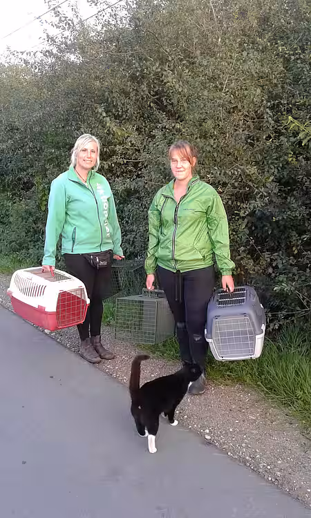 Auf dem Weg zum Aufstellen von Katzenfallen