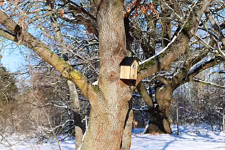 Nistkasten am Baum