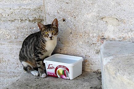 Straßenkatze