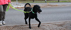 Hund mit Leuchthalsband