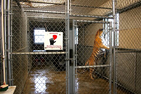 Tiger in Drahtkäfig