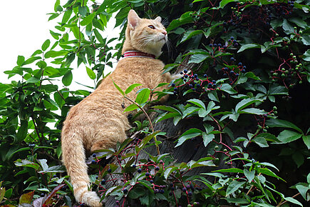 Katze beim Klettern