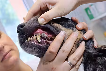 Mauluntersuchung eines Hundes