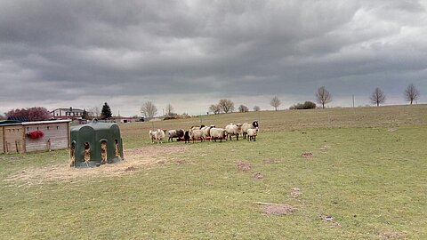 Schafherde auf dem aktion tier Lottihof Schafherde auf dem aktion tier Lottihof