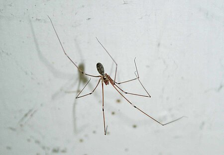 Zitterspinne.