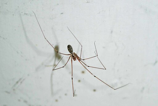 Zitterspinne.