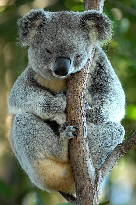 Koala im Baumwipfel