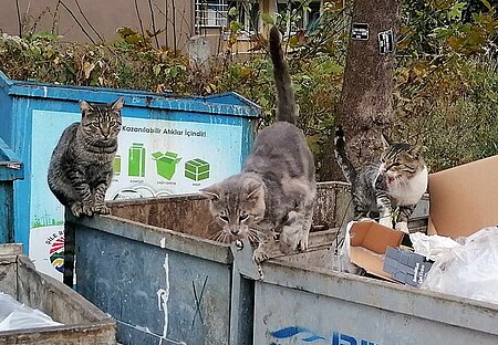 Straßenkatzen suchen im Müllcontainer nach Futter