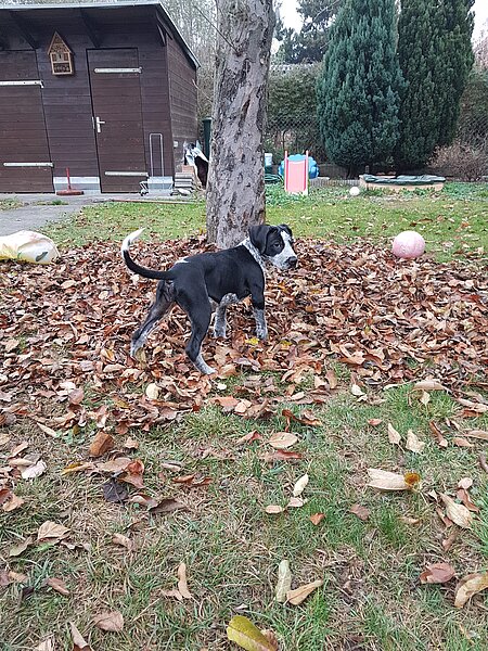 Fenja im Garten