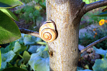 Hain-Bänderschnecke